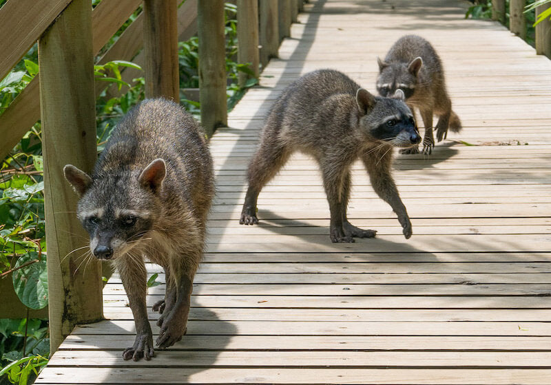 Costa Rica Beach & Adventure Accessible Group Tour