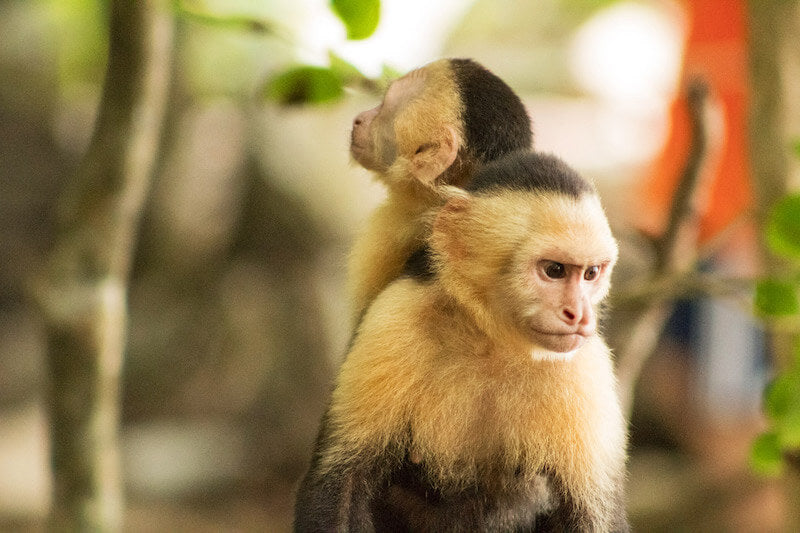 Costa Rica Accessible Group Tour: Nature, Culture & Adventure