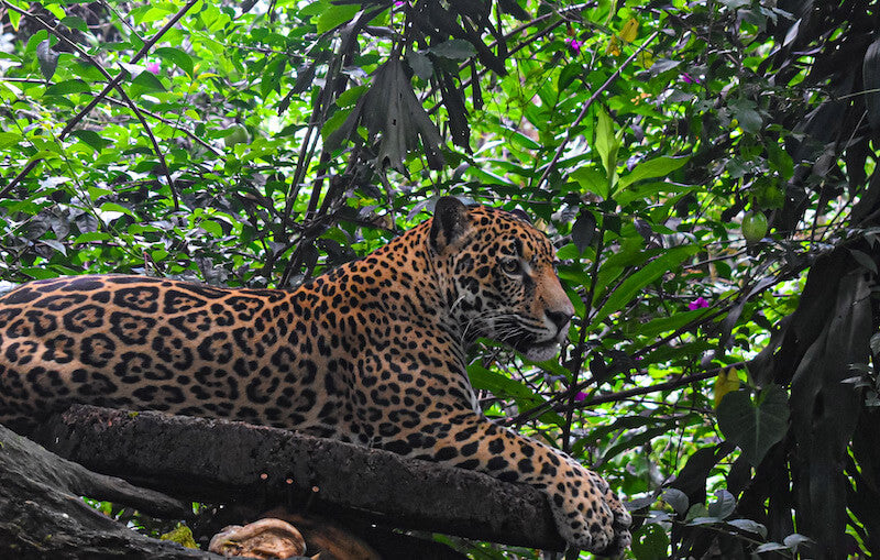 Costa Rica Beach & Adventure Accessible Group Tour