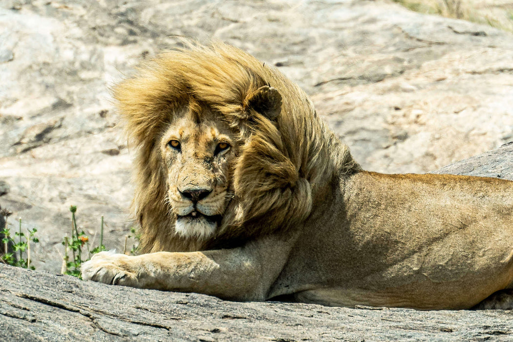 South Africa Expedition: Kruger Safari Adventure