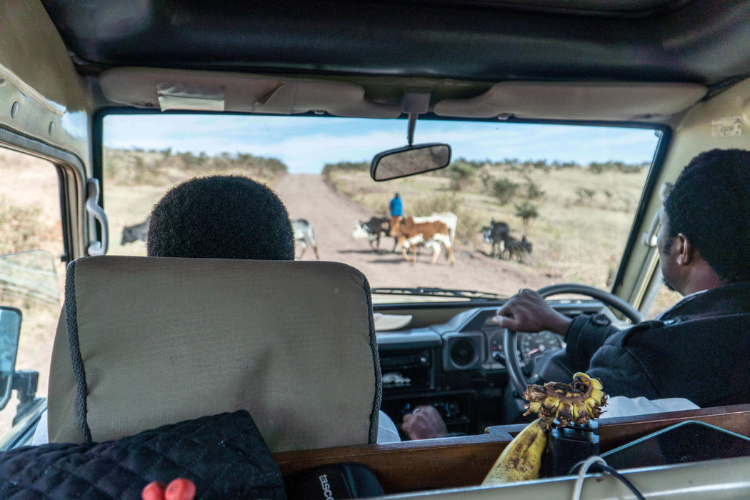 South Africa Expedition: Kruger Safari Adventure