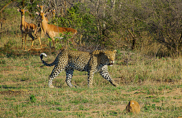 South Africa Expedition: Kruger Safari Adventure