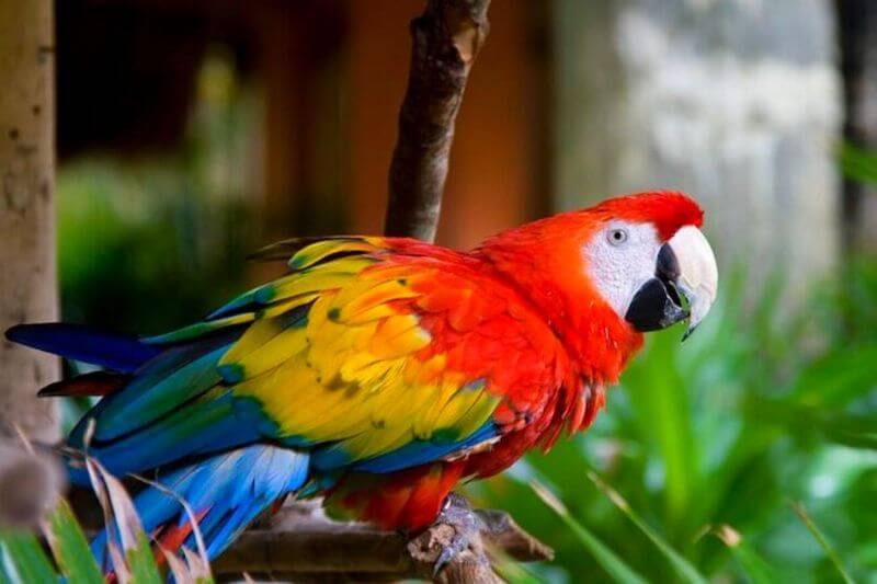 Costa Rica Beach & Adventure Accessible Group Tour