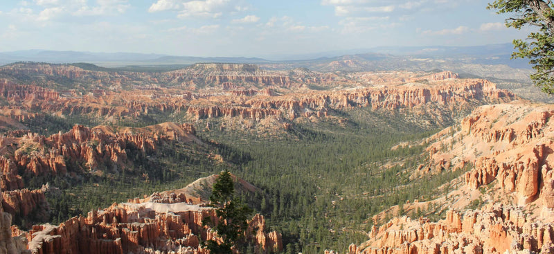 Scenic view of canyon with red rock formations and greenery under a blue sky.