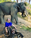 FreeWheel Wheelchair Attachment user with an elephant in the woods.