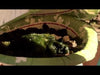 Video of the FreeWheel Wheelchair Attachment in the woods.