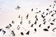 South Africa Expedition: Kruger Safari Adventure