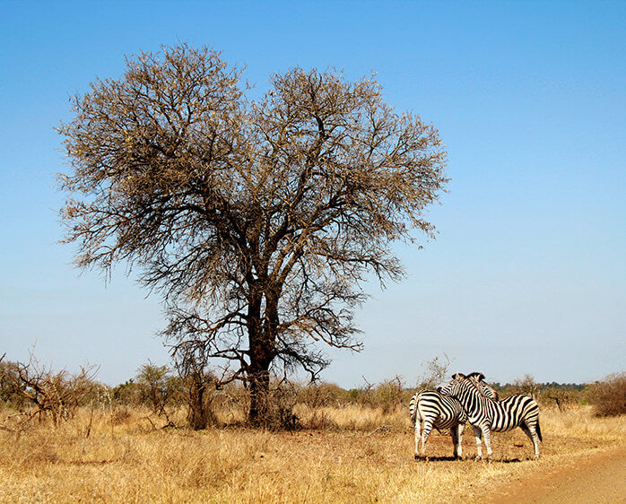 South Africa Expedition: Kruger Safari Adventure