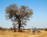 South Africa Expedition: Kruger Safari Adventure